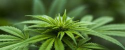 LEGALITY OF CANNABIS