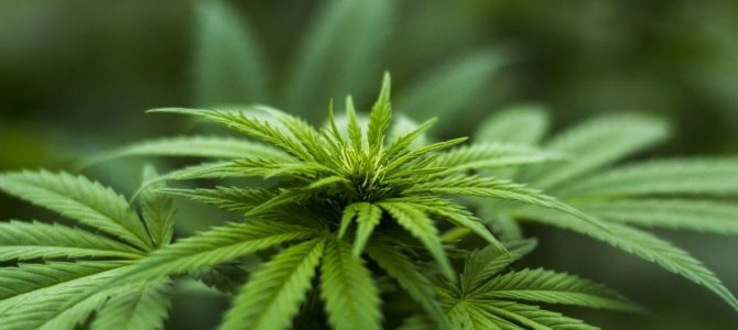 LEGALITY OF CANNABIS